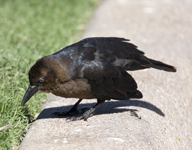 Great tailed Grackle 5788